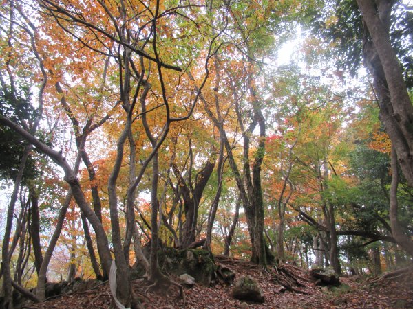 登山道